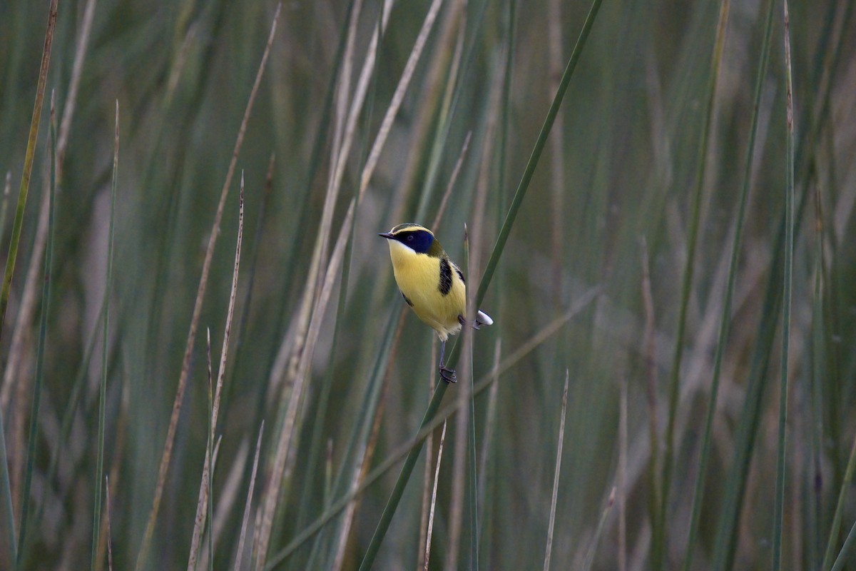 Many-colored Rush Tyrant - ML643014064
