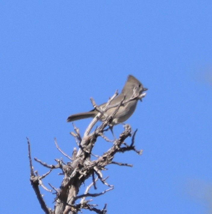 Oak Titmouse - ML643014074