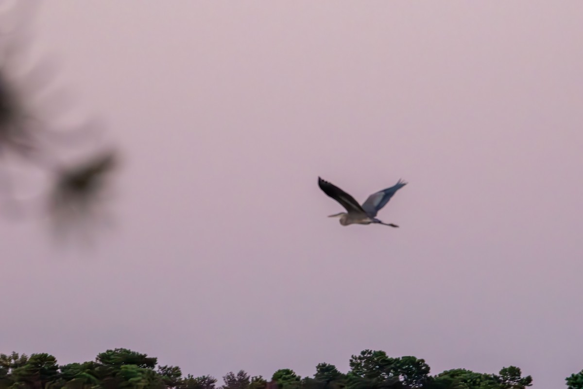Great Blue Heron - ML643014079