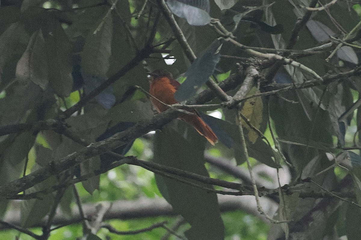 Rufous Flycatcher-Thrush - ML643014099