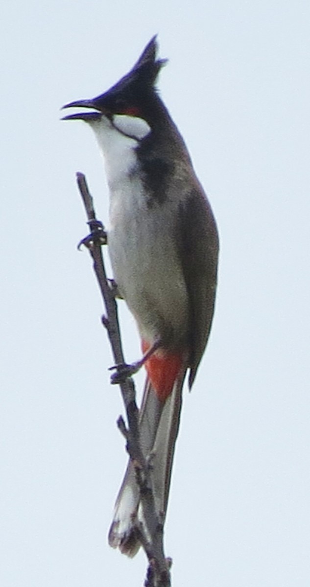 Bulbul orphée - ML643014131