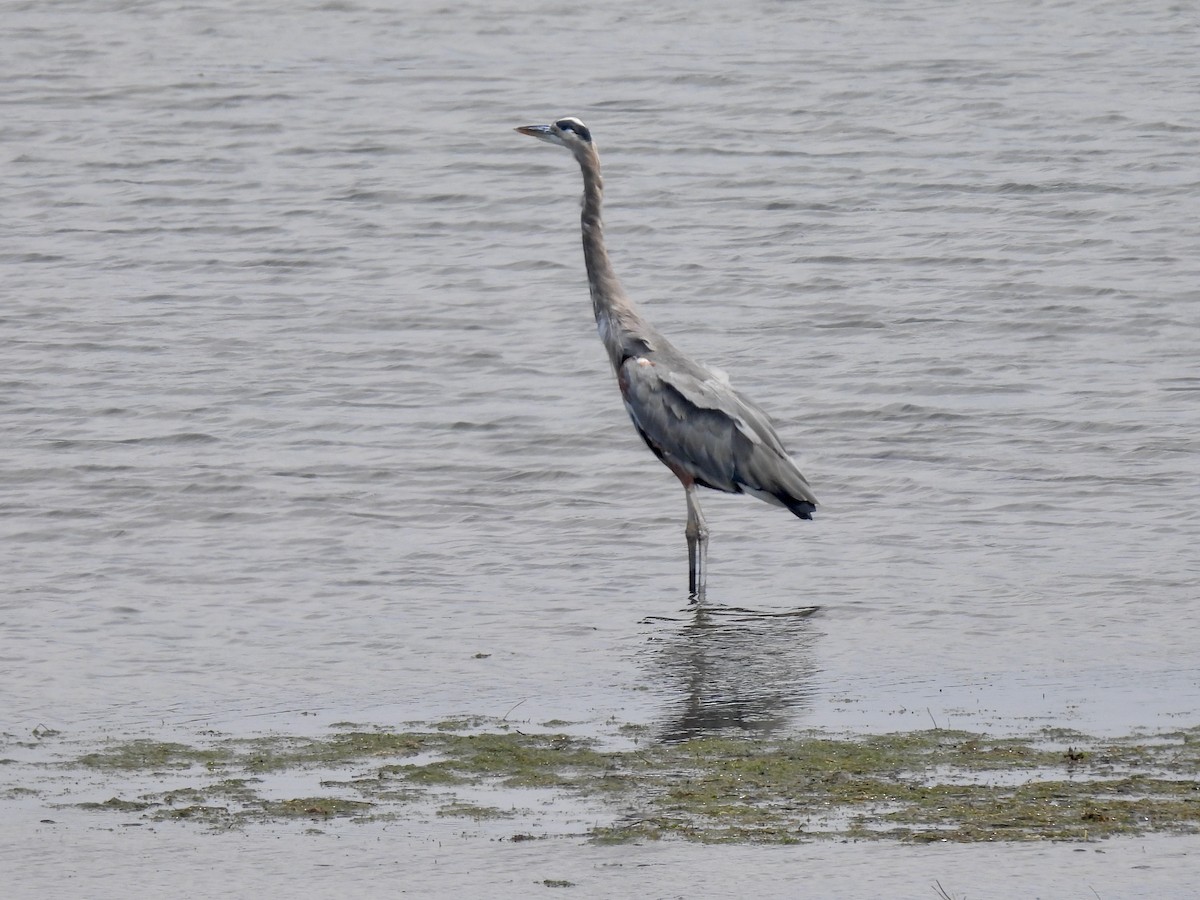 Great Blue Heron - ML643014136
