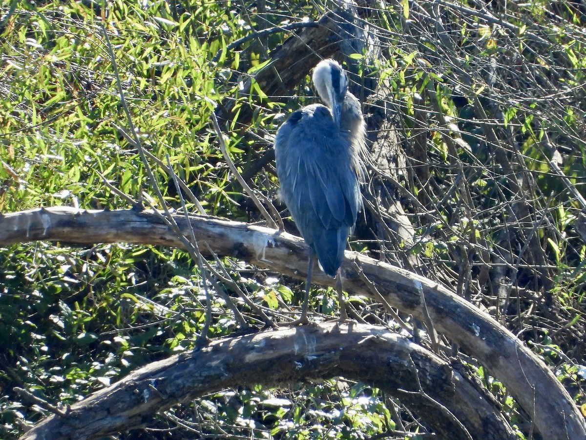 Great Blue Heron - ML643014144