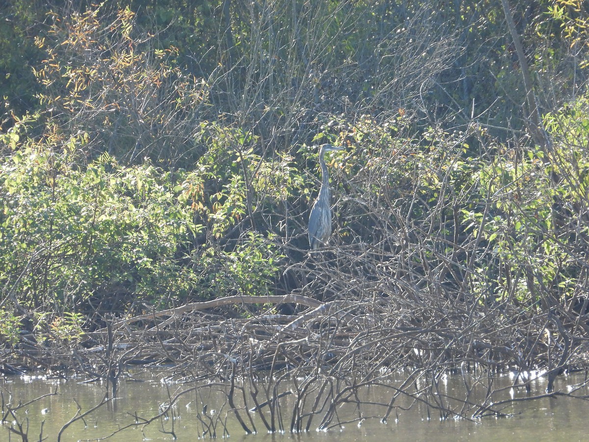 Great Blue Heron - ML643014145