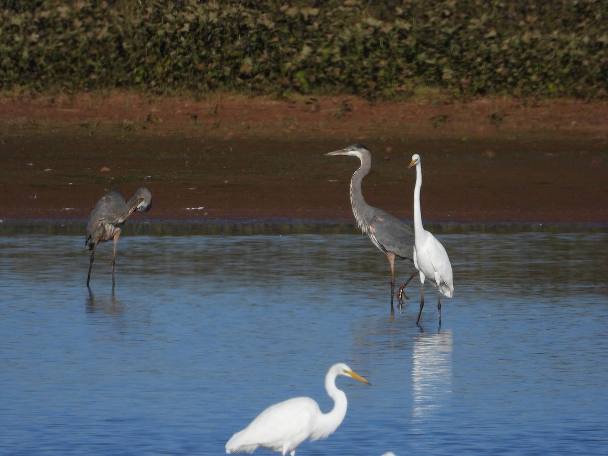 Great Blue Heron - ML643014146