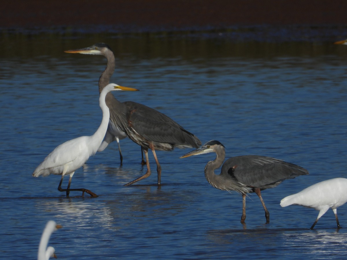 Great Blue Heron - ML643014147