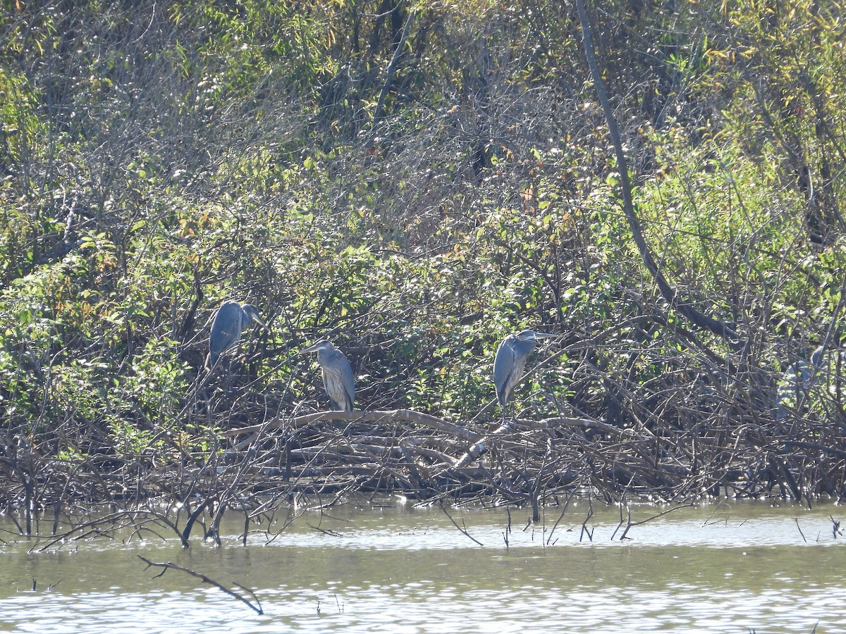 Great Blue Heron - ML643014149