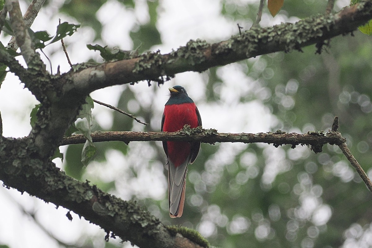 Trogon narina - ML643014161
