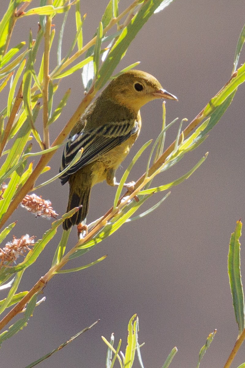 Northern Yellow Warbler - ML643014185