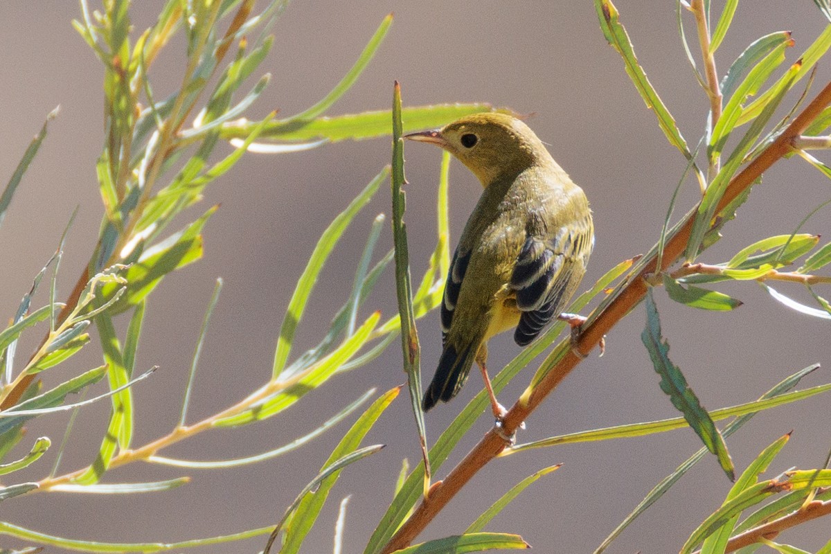 Northern Yellow Warbler - ML643014186