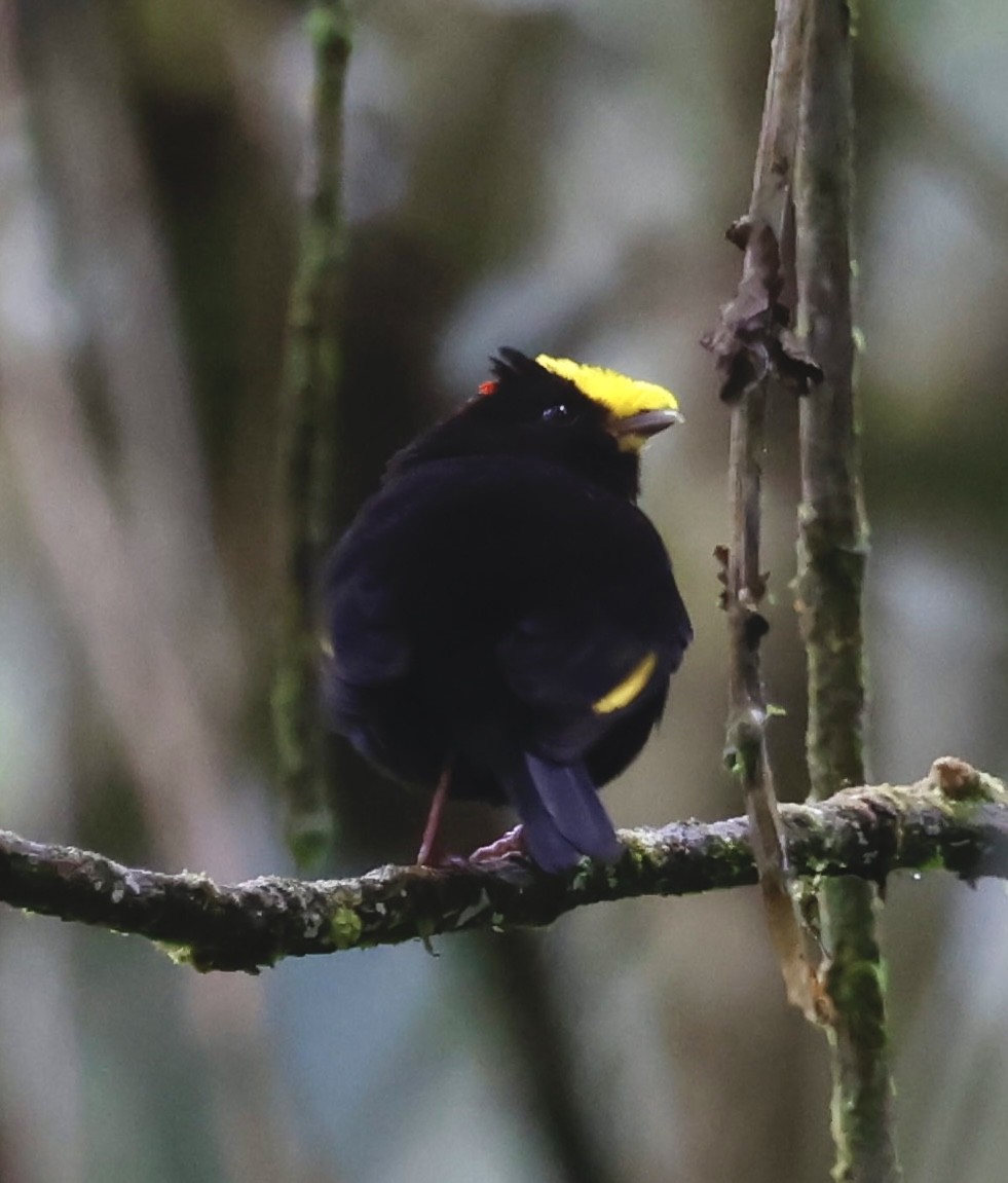 Golden-winged Manakin - ML643014215