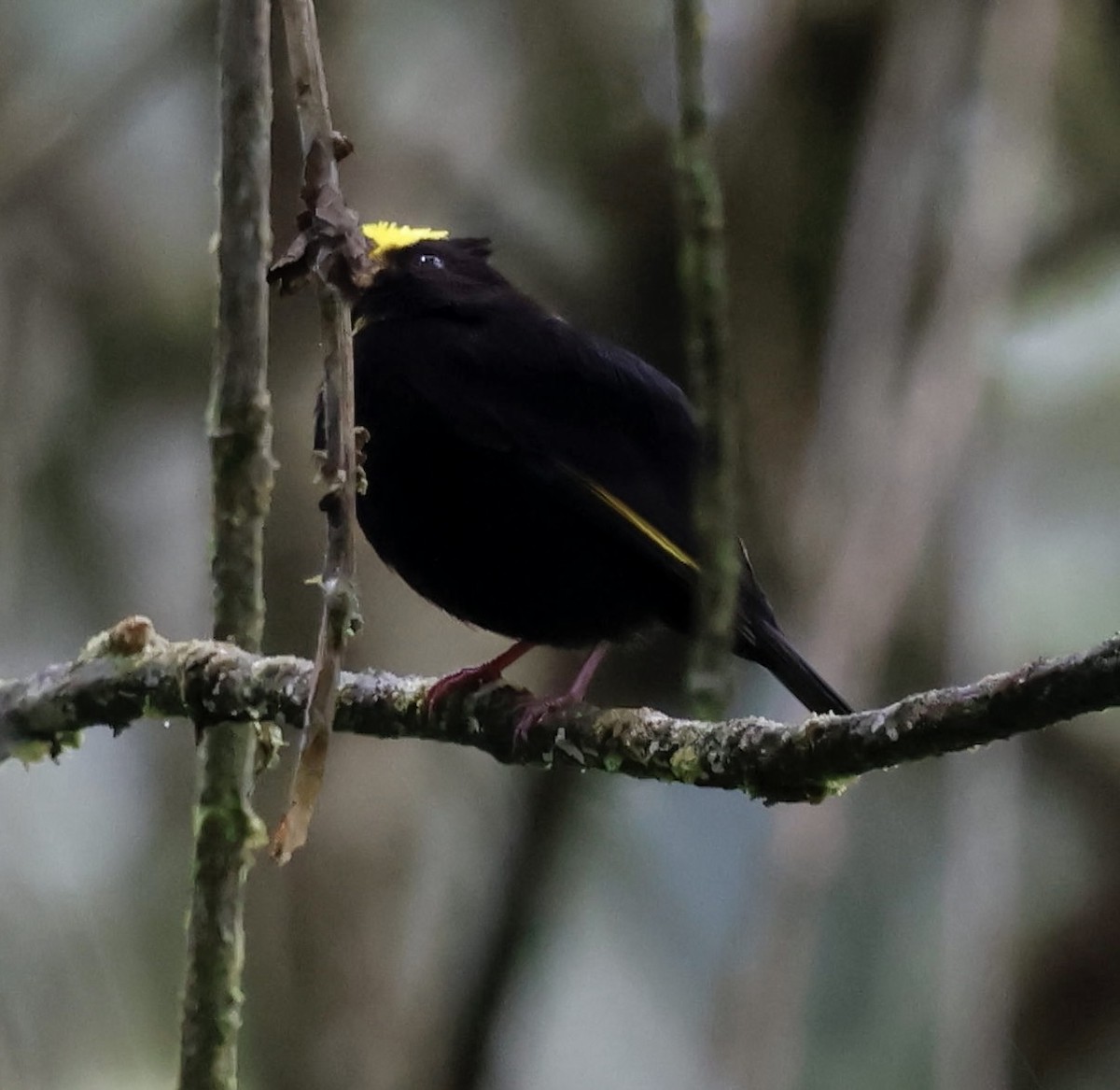 Golden-winged Manakin - ML643014217