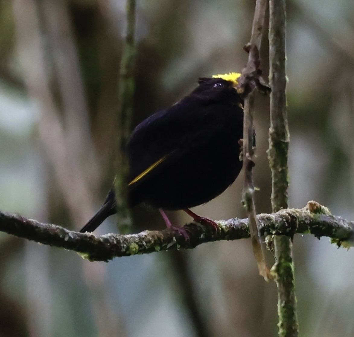 Golden-winged Manakin - ML643014218