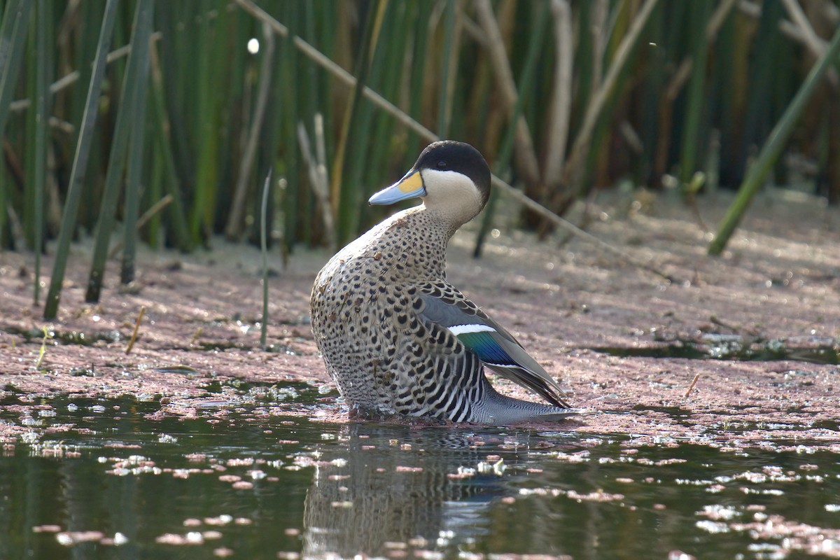 Silver Teal - ML643014220