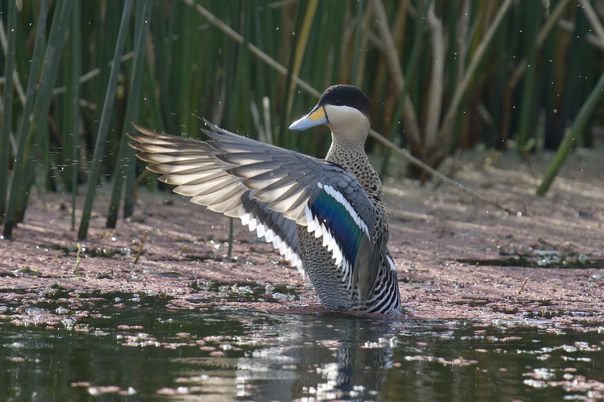 Silver Teal - ML643014223
