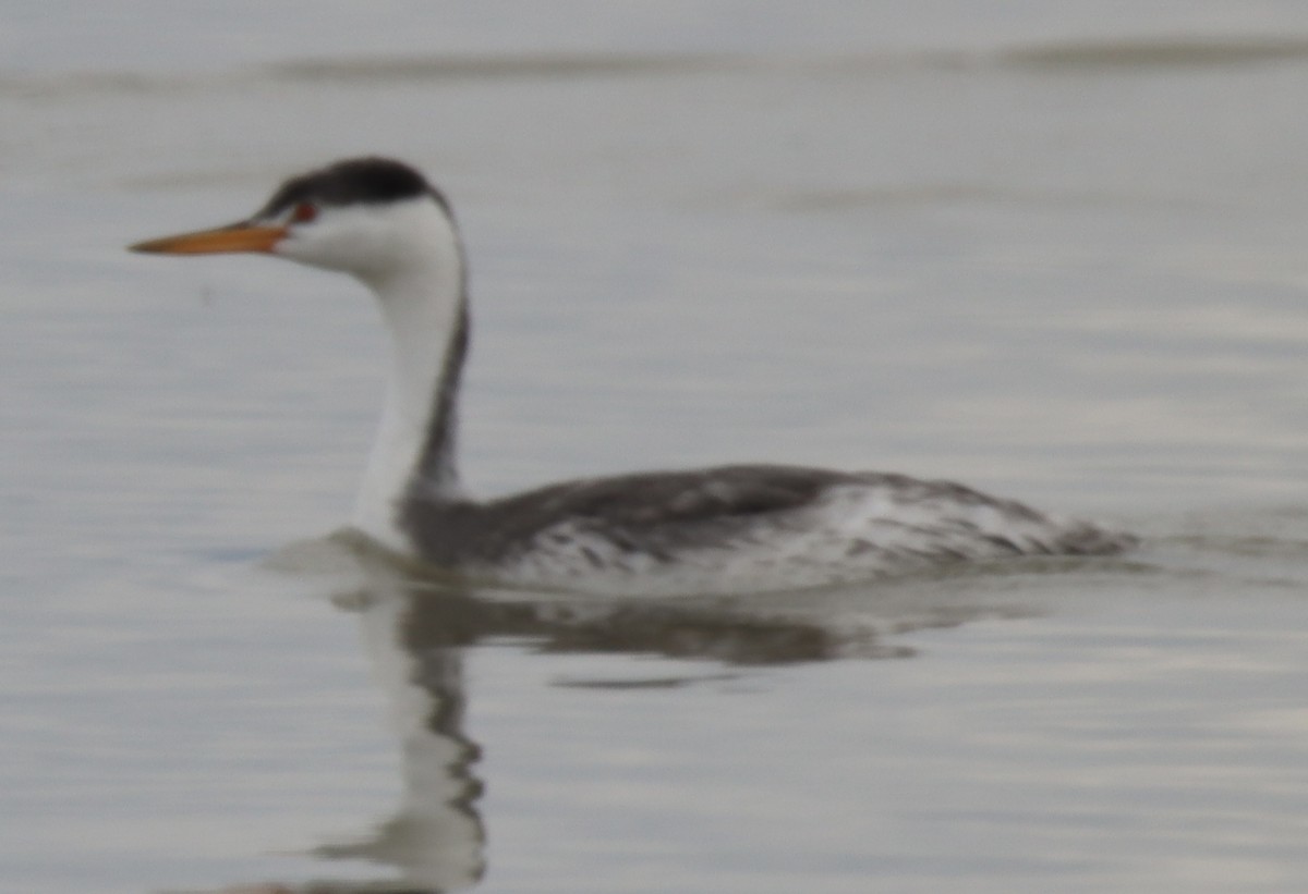 Clark's Grebe - ML643014233