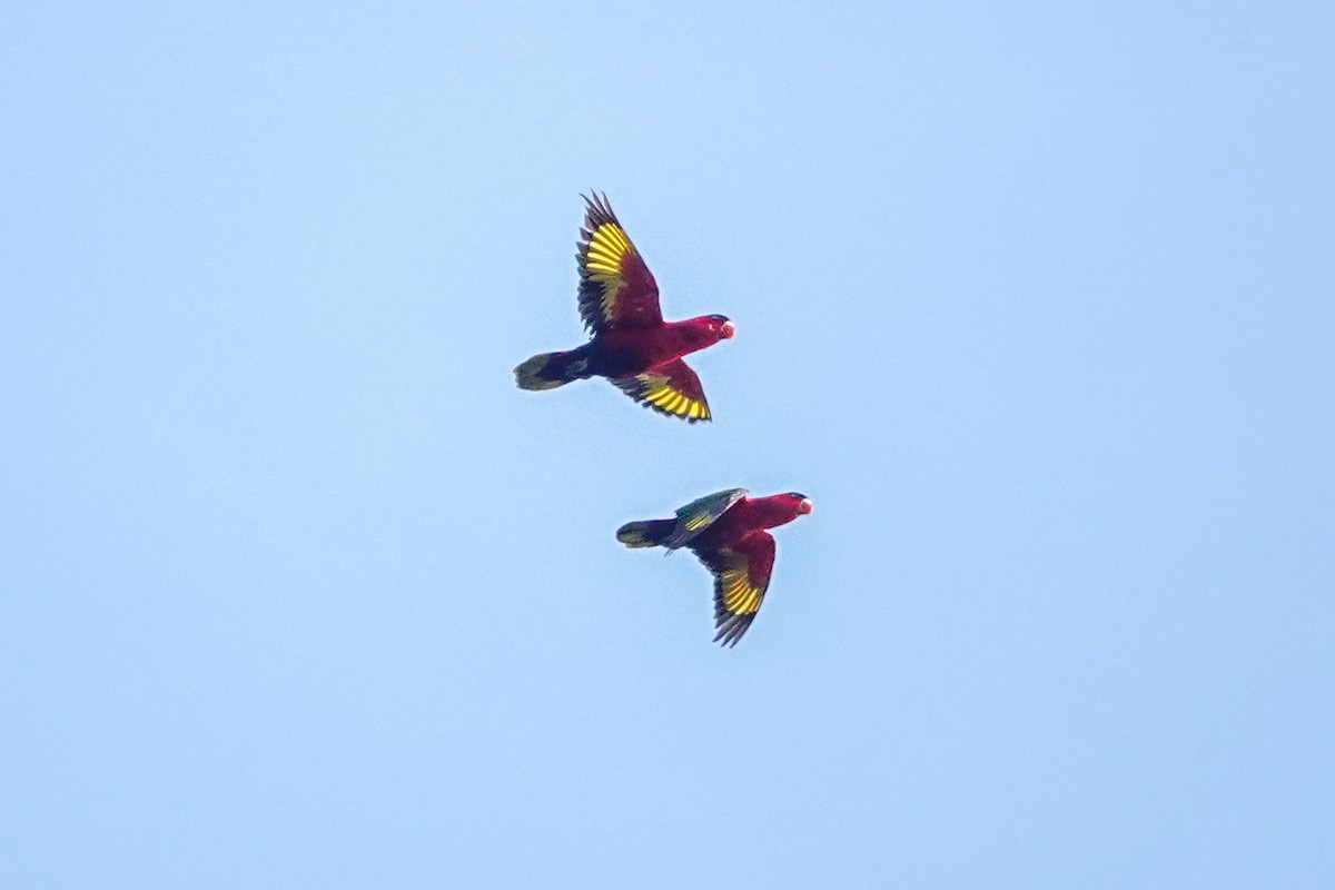 Purple-bellied Lory - ML643014288