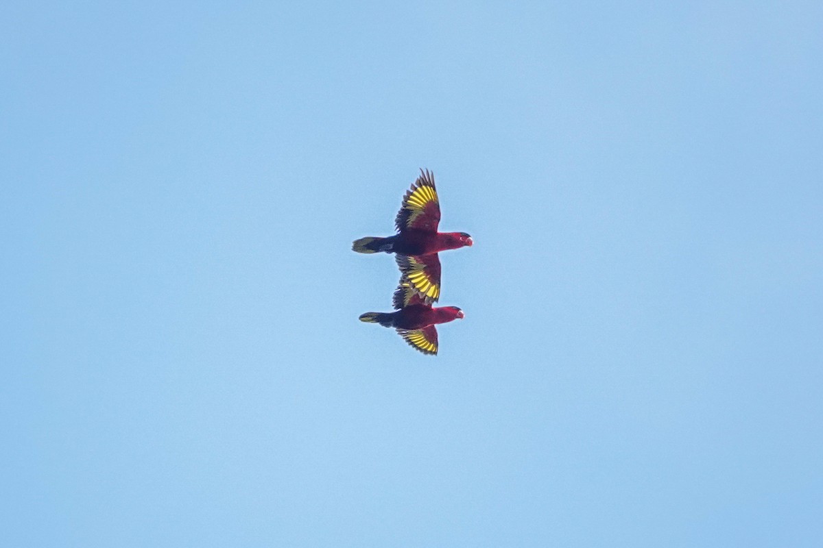 Purple-bellied Lory - ML643014289
