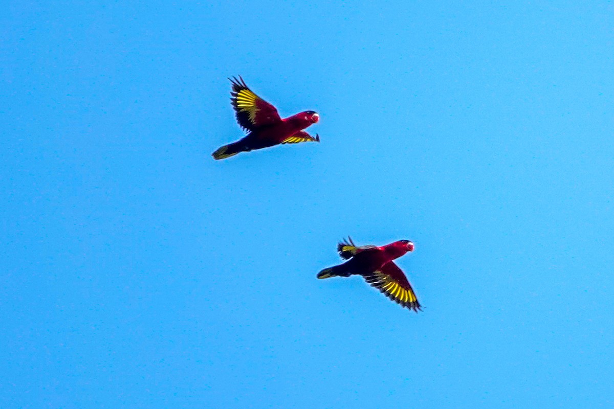 Purple-bellied Lory - ML643014290