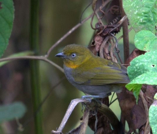 Short-billed Chlorospingus - ML643014292
