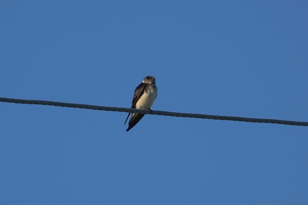 Tree Martin - ML643014297