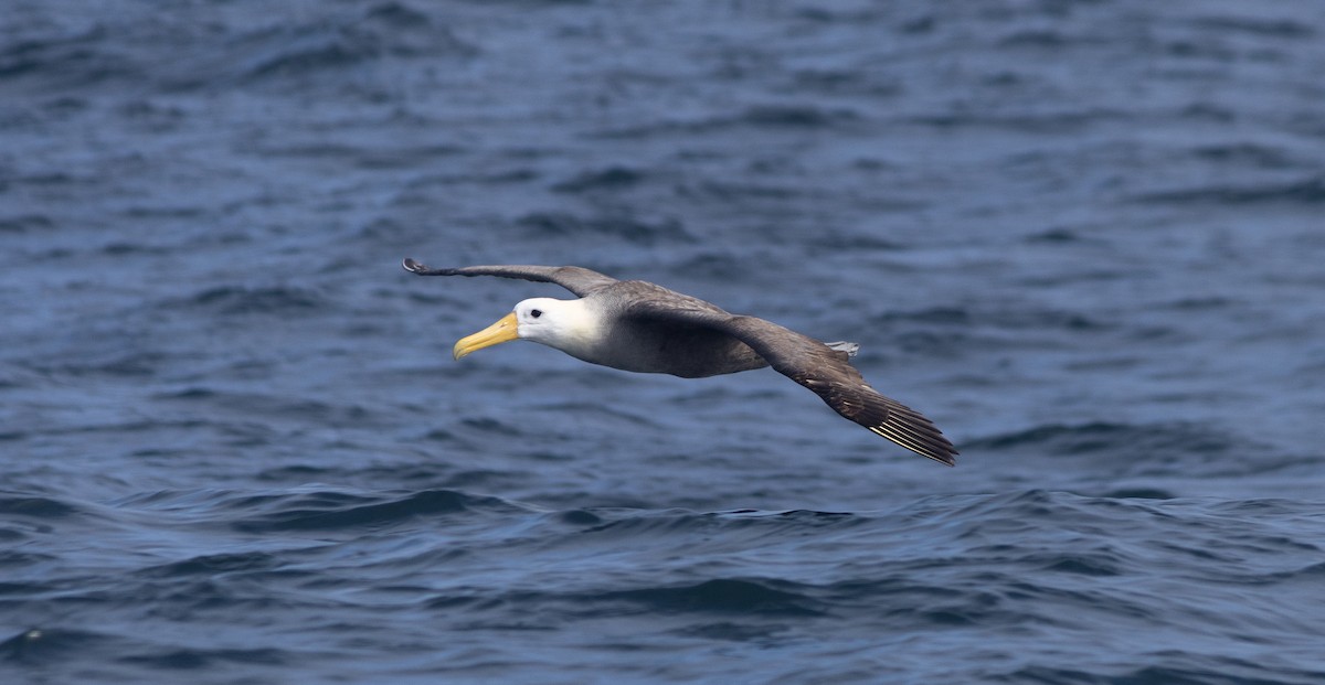 Waved Albatross - ML643014298