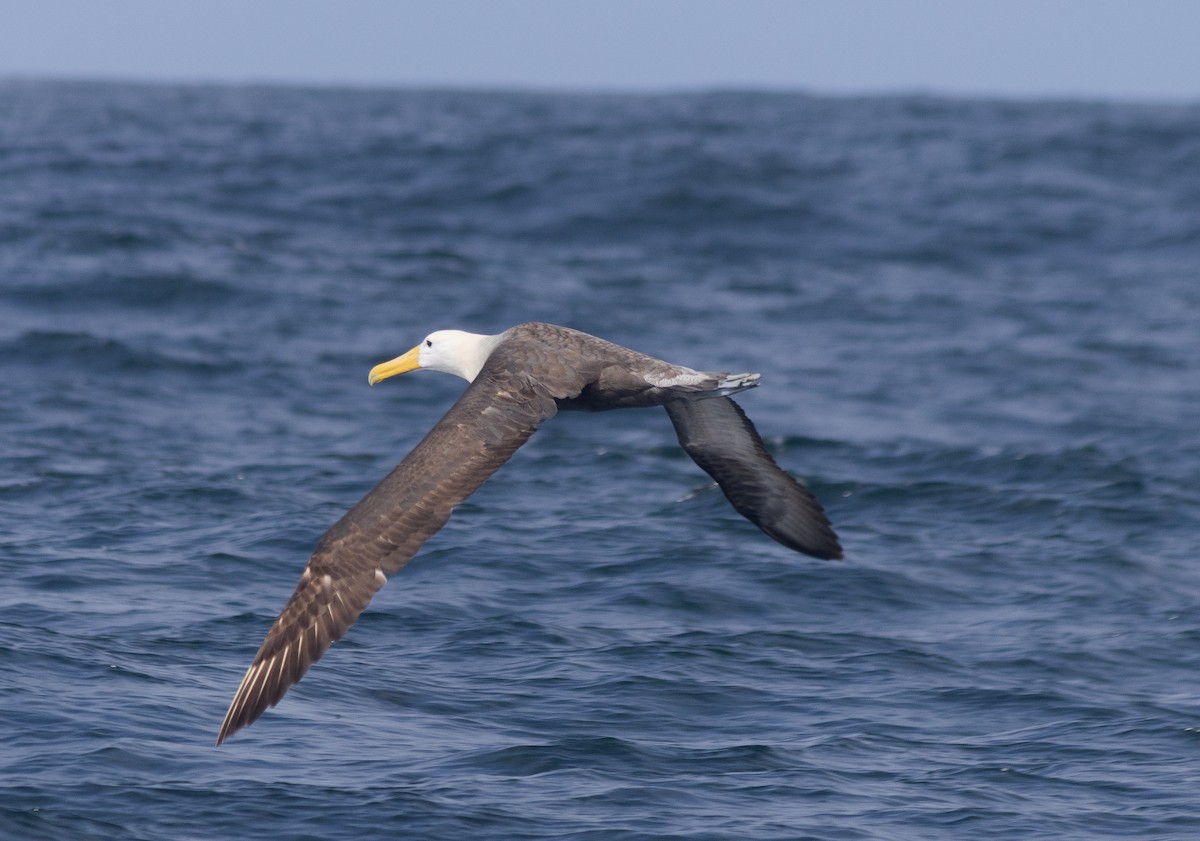 Waved Albatross - ML643014299