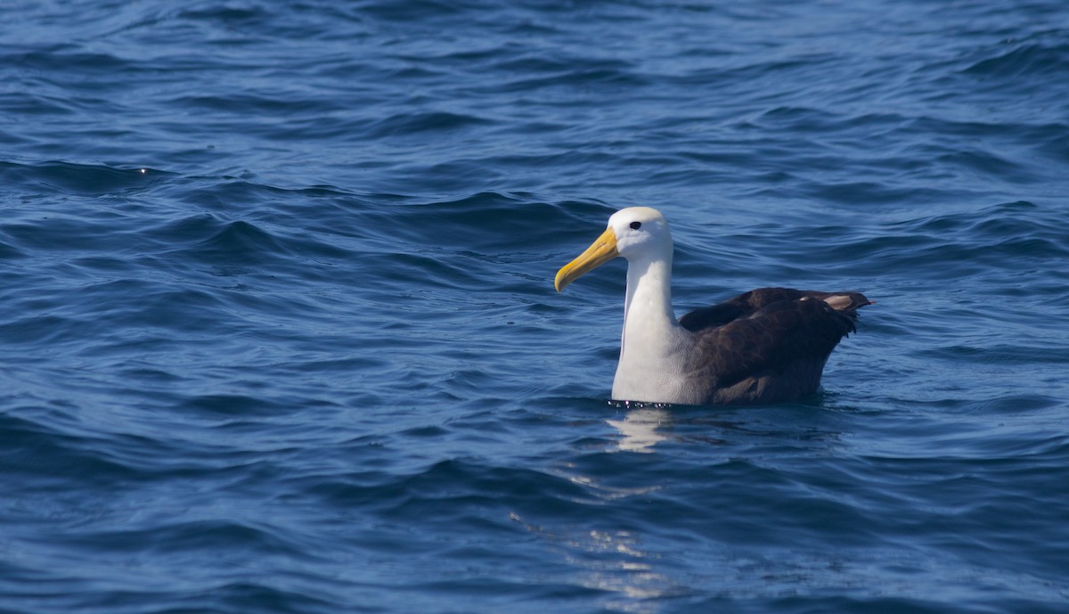 Waved Albatross - ML643014300