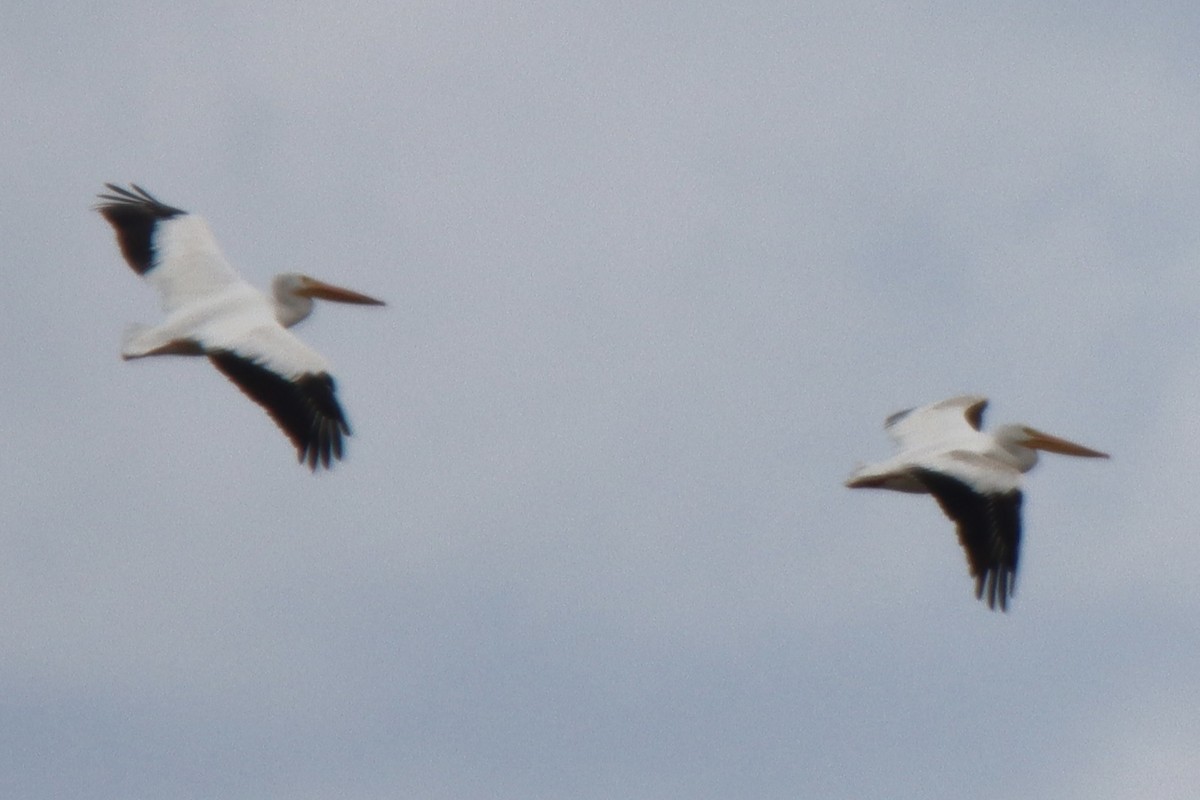 American White Pelican - ML643014303