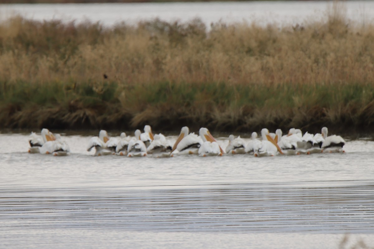 American White Pelican - ML643014304