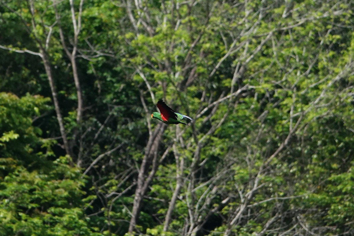 Papua Eklektus Papağanı - ML643014321