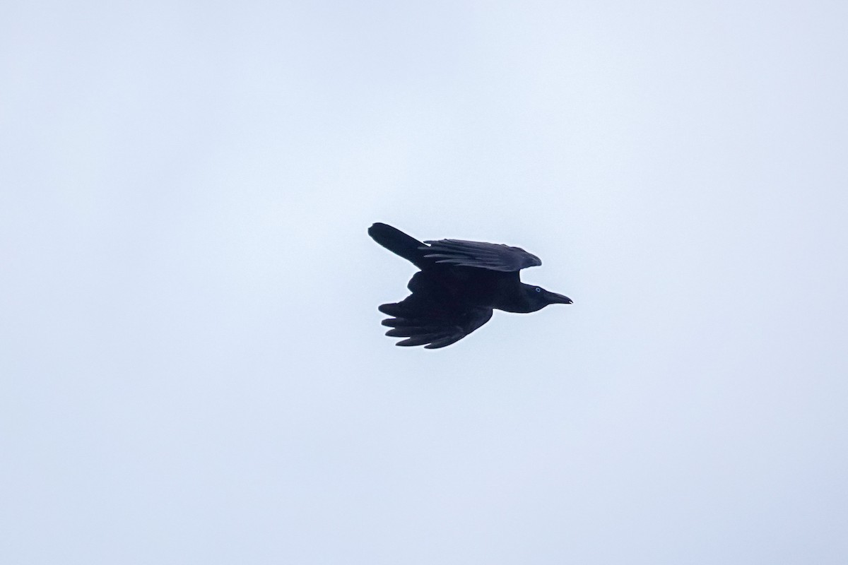Torresian Crow - ML643014337