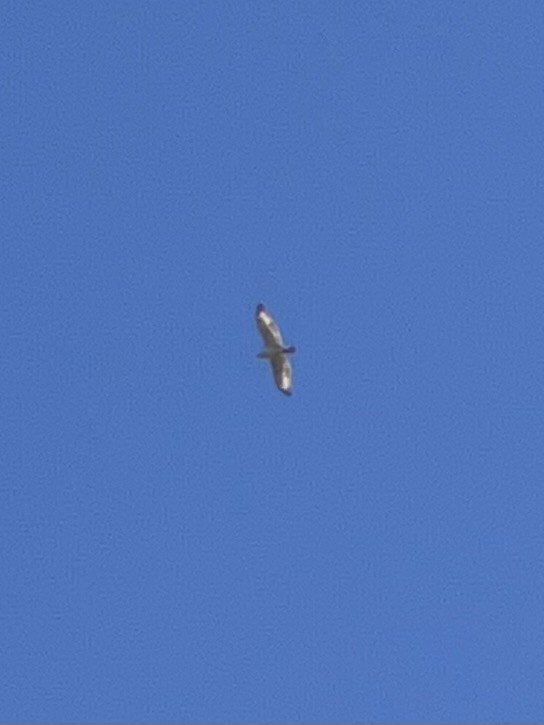 Ferruginous Hawk - ML643014356