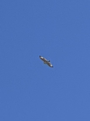Ferruginous Hawk - ML643014357