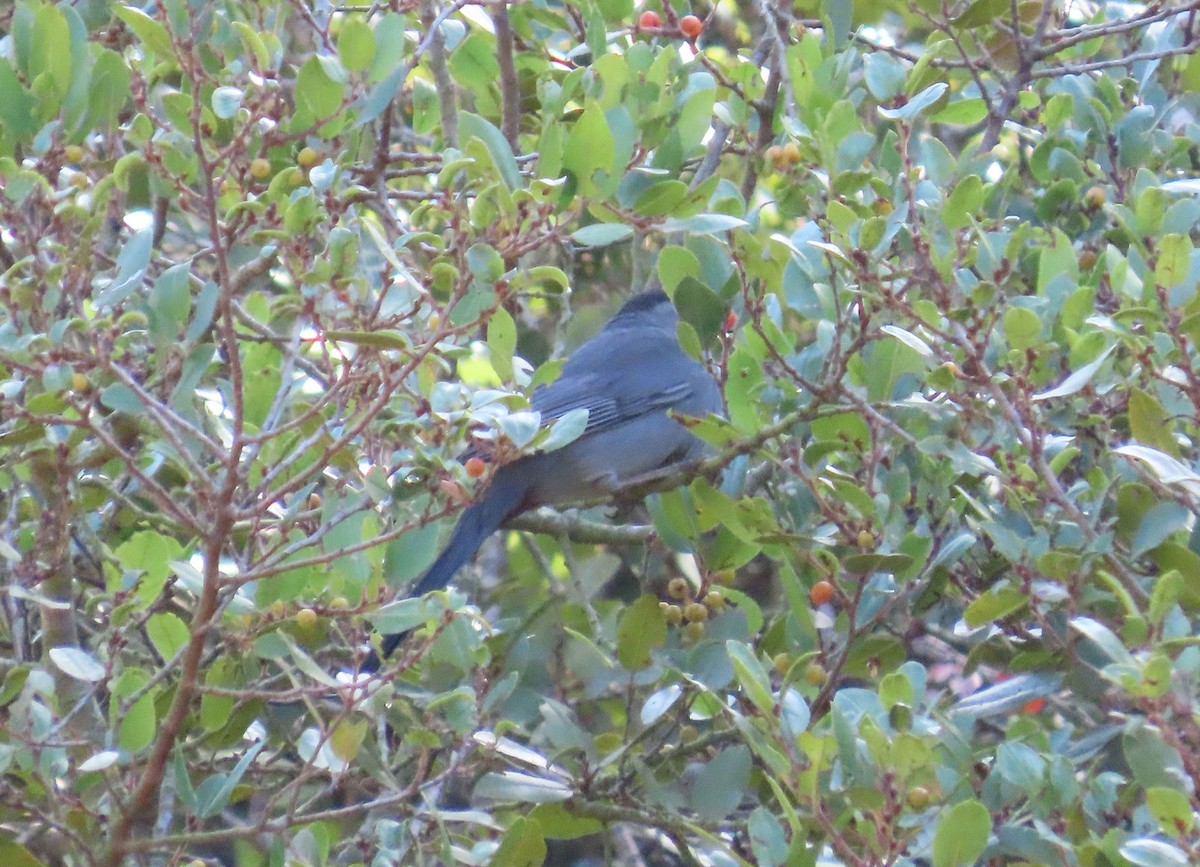 Gray Catbird - ML643014397