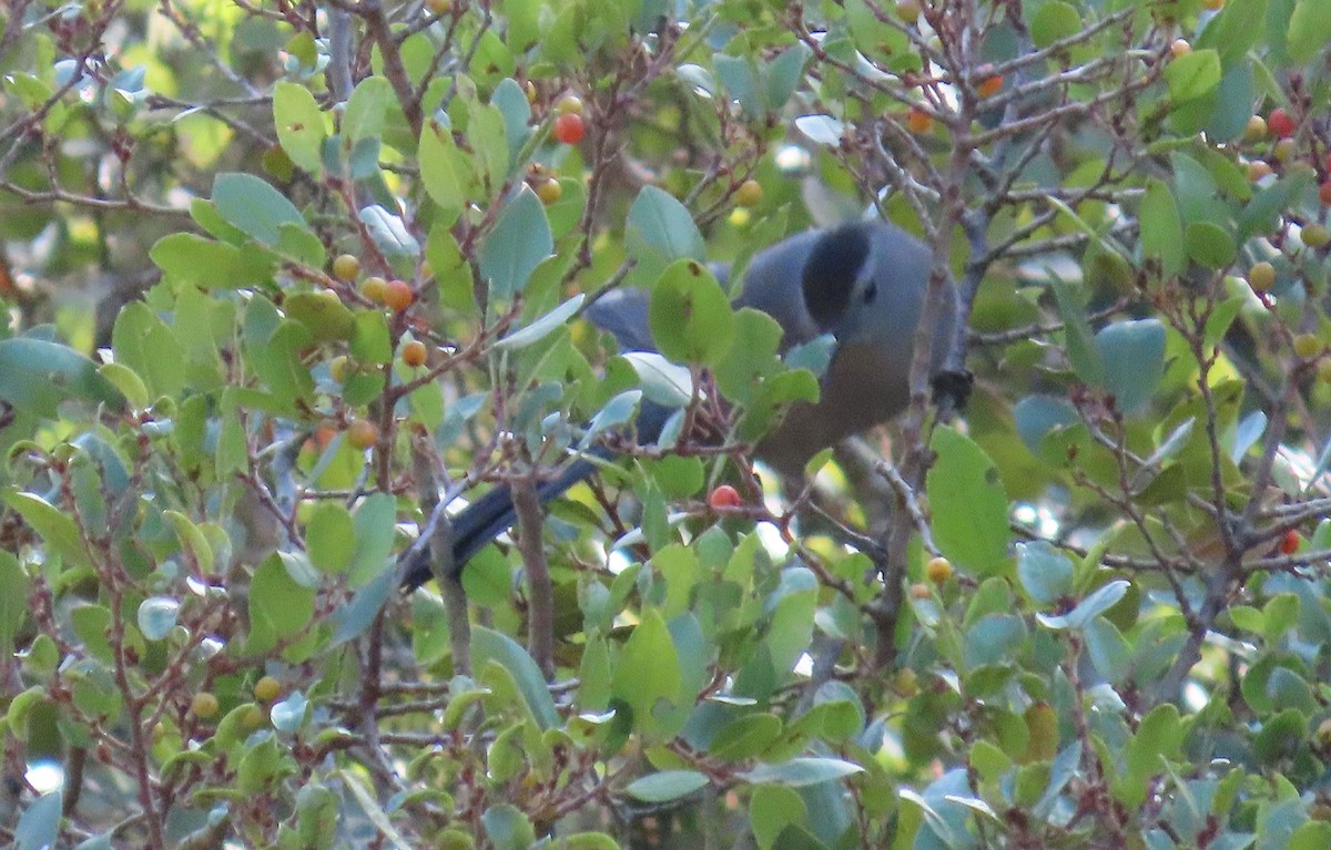 Gray Catbird - ML643014398