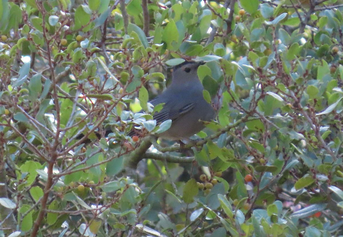 Gray Catbird - ML643014399