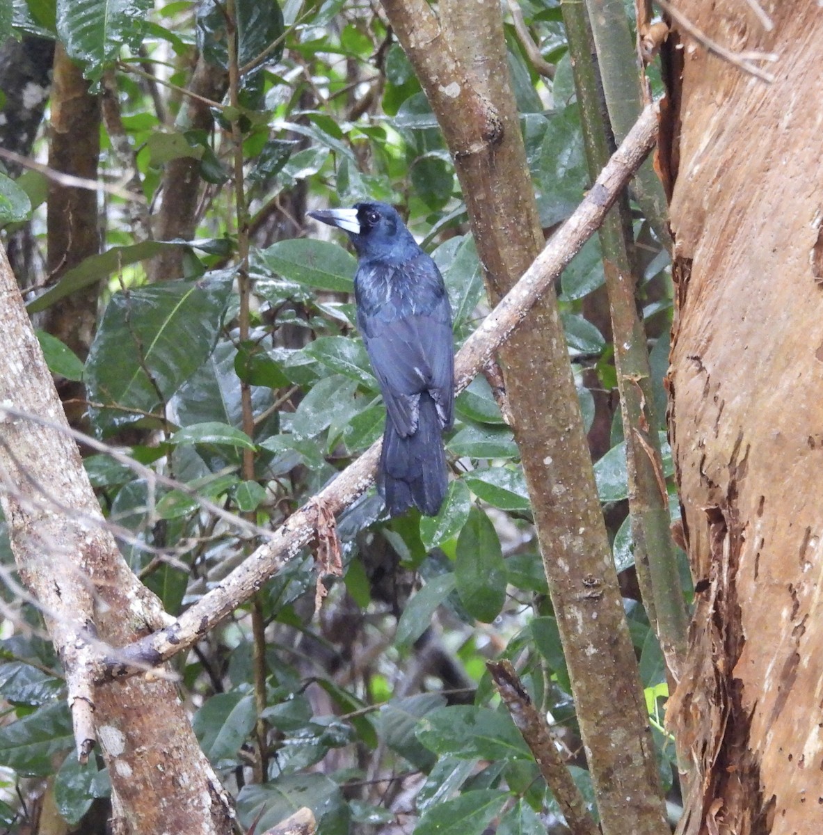 Black Butcherbird - ML643014400