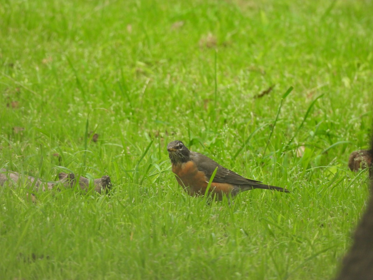 American Robin - ML643014401