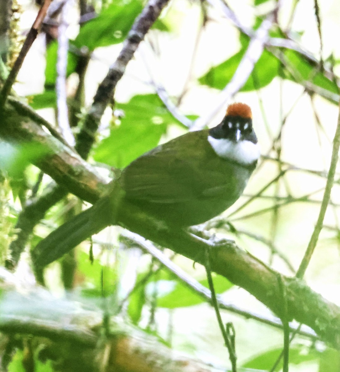 クリボウシヤブシトド - ML643014402