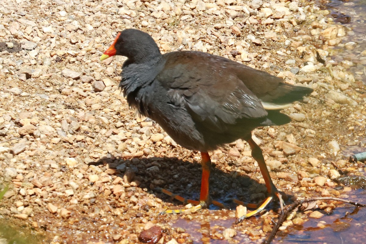 Dusky Moorhen - ML643014407
