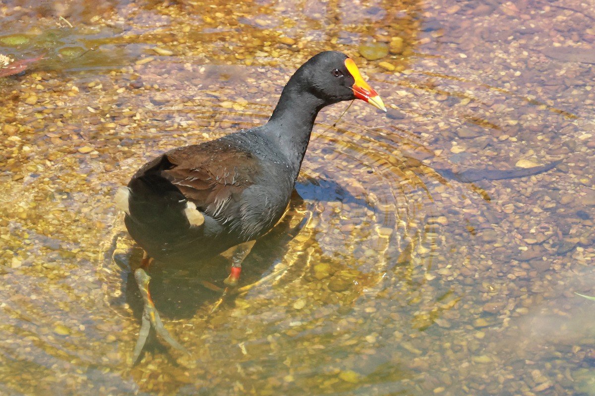 Dusky Moorhen - ML643014408