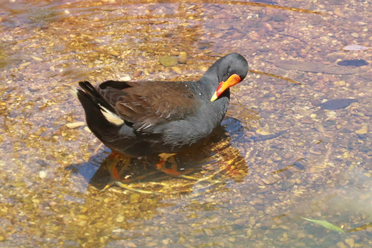 Dusky Moorhen - ML643014411