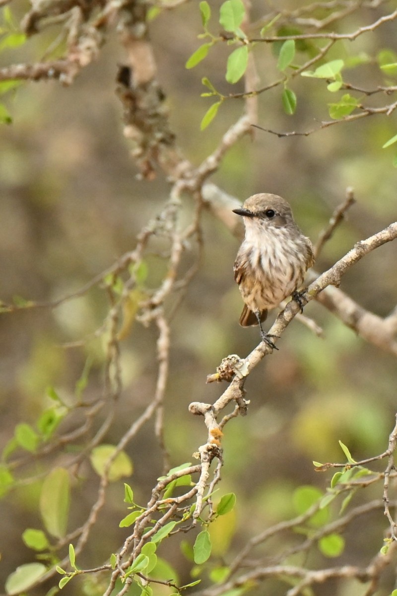 Vermilion Flycatcher - ML643014416