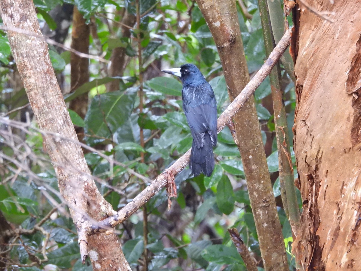Black Butcherbird - ML643014432