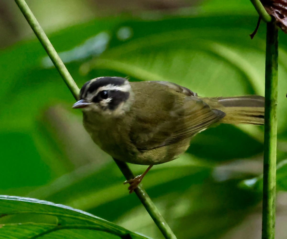 Three-striped Warbler - ML643014437