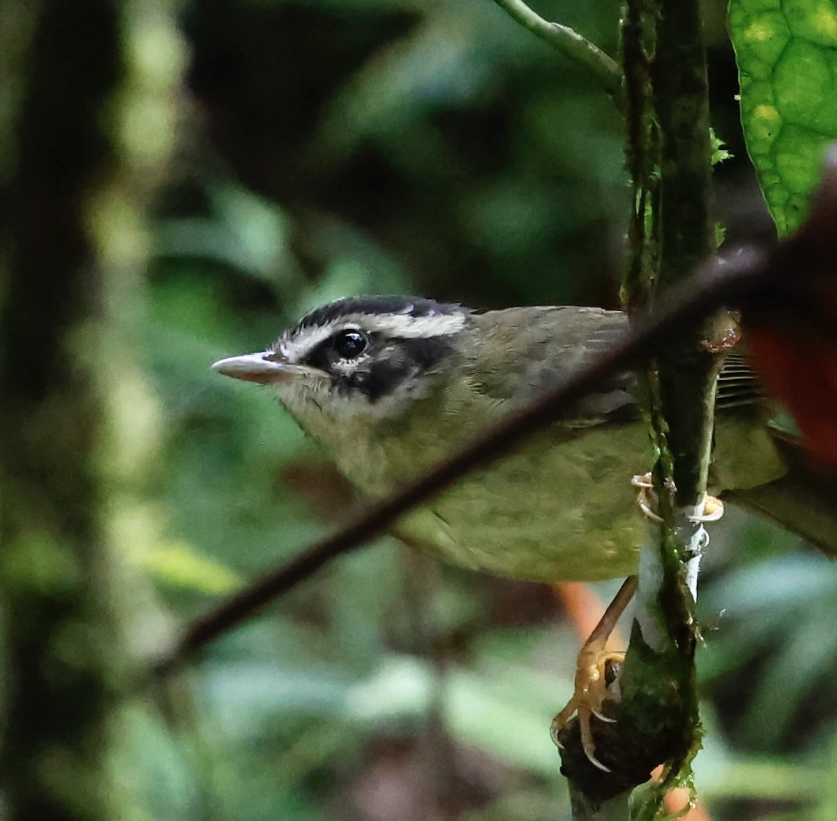 Three-striped Warbler - ML643014438