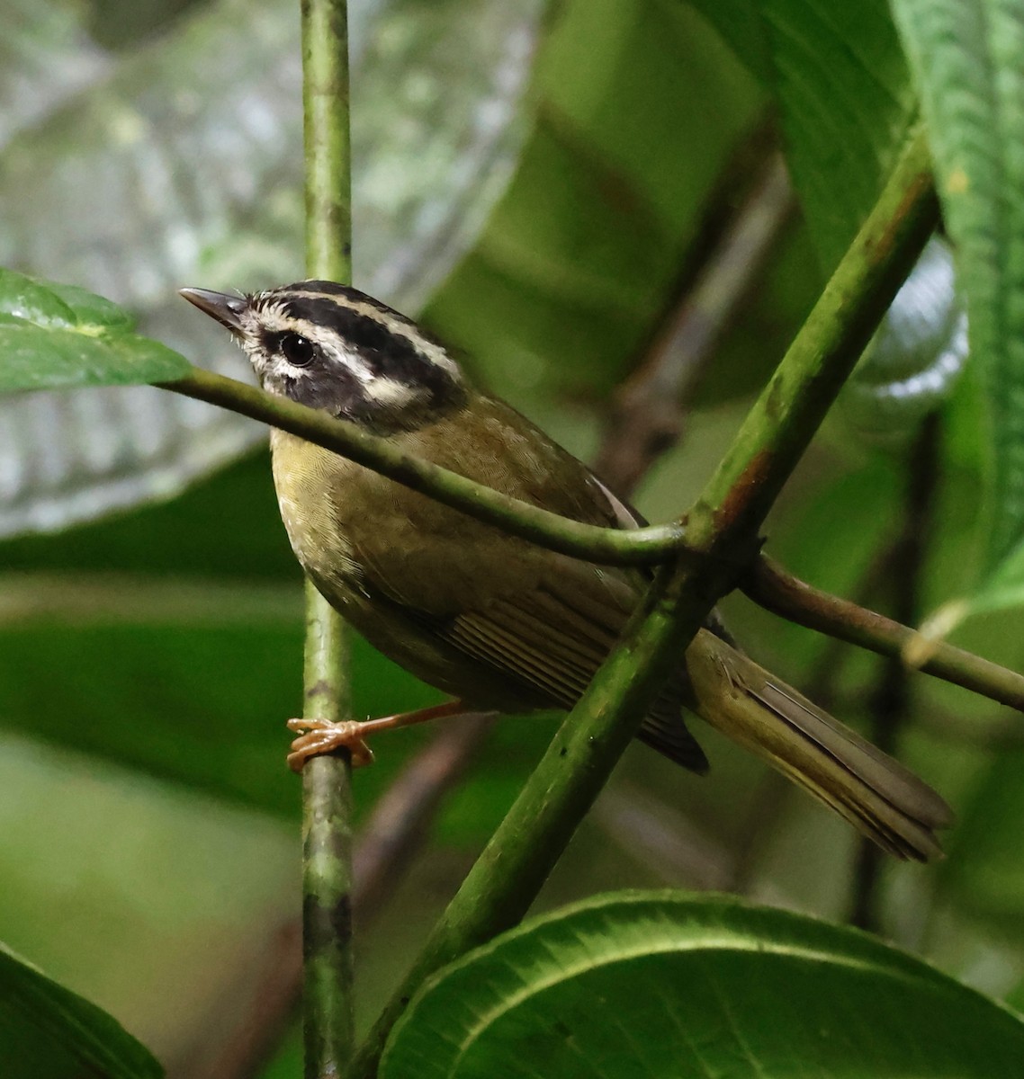 Three-striped Warbler - ML643014439