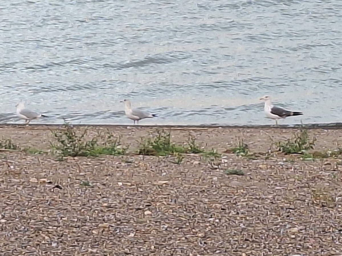 Lesser Black-backed Gull - ML643014440