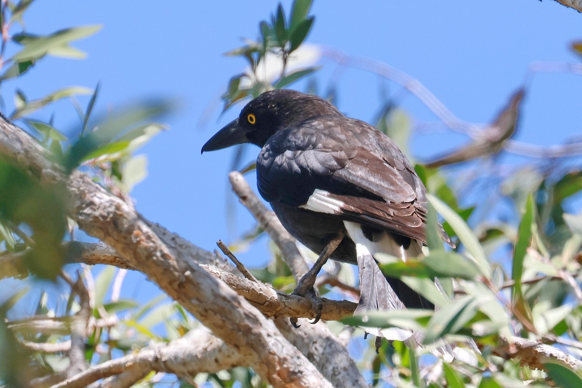 Pied Currawong - ML643014444